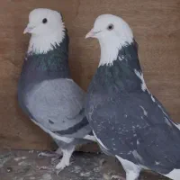 کبوتر پرشی|پرنده|ارومیه, |دیوار