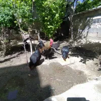 فروش مرغ و خروس محلی