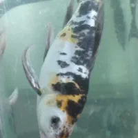 ماهی کوی نژاد دار|ماهی|تهران, ائمه اطهار|دیوار