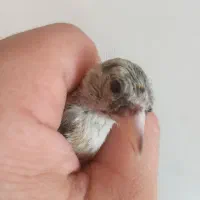 سهره|پرنده|تهران, خاوران|دیوار