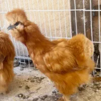 مرغ خروس جوجه ابریشمی کوپال بوف|حیوانات مزرعه|ورامین, شهرک فاطمیه|دیوار