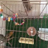 قناری مولد سبز