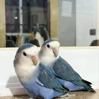 ۲ جفت برزیلی بنفش آبی(وایت فیس)