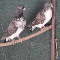 کبوتر