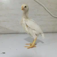 جوجه لاری|حیوانات مزرعه|تهران, جوادیه|دیوار