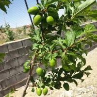 باغ-کرمجگان-فروشی
