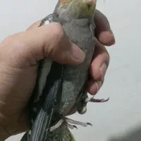 عروس هلندی|پرنده|بجنورد, |دیوار