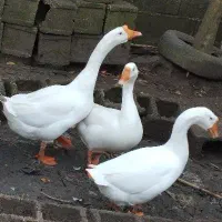 قو غاز|حیوانات مزرعه|بندر انزلی, جفرود پایین|دیوار