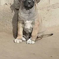 واگذاری توله سگ سرابی ماده