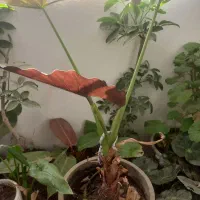 فروش انواع گلهای آپارتمانی‌وهویا|گل و گیاه طبیعی|قشم, |دیوار