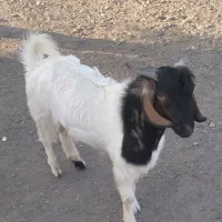 فروش گوسفند