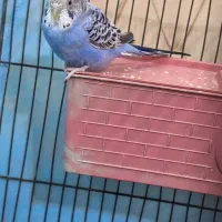 مرغ عشق|پرنده|ساوه, |دیوار