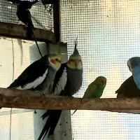 فروش پرنده های زینتی