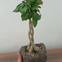 گل درختچه آدنیوم