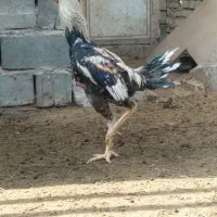 خروس لاری|حیوانات مزرعه|پیشوا, |دیوار