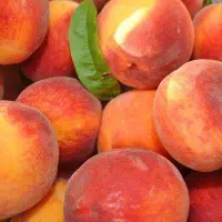 هلو|گل و گیاه طبیعی|مشهد, امیرآباد|دیوار