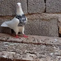 کبوتر طوقی ..