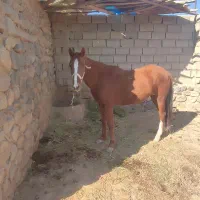 مادیون|اسب و تجهیزات اسبسواری|اسفراین, |دیوار