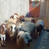 8میش جوان وآبستن