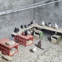 کفتر|پرنده|یزد, |دیوار