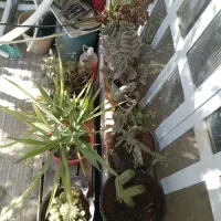 فروش گل با گلدان