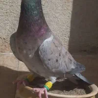 کبوتر نر هفرنگ کفتر