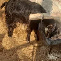 چبش کهره کولار