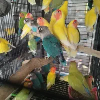 انواع طوطی عروس هلندی مرغ عشق فنچ قناری|پرنده|تهران, دردشت|دیوار