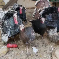 بوقلمون نر و ماده قیمت مناسب