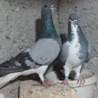 کبوتر دمگیر|پرنده|اصفهان, ولدان|دیوار