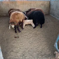 بره.توقلی.گوسفند|حیوانات مزرعه|سیمین شهر, |دیوار