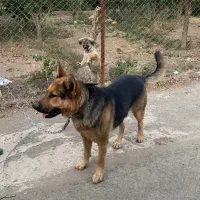 سگ ژرمن|سگ|قزوین, |دیوار