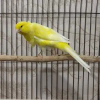 قناری رسمی دم بالای ۱۰.۵|پرنده|تبریز, |دیوار