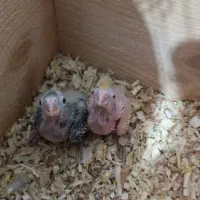 فروش عروس هلندی یکجا باهم|پرنده|رودهن, |دیوار