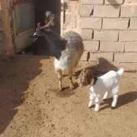 بزفروشی|حیوانات مزرعه|خوشاب, |دیوار