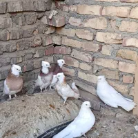 5تا طوقی|پرنده|زابل, |دیوار