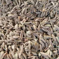 فروش زیره سبز|عمده‌فروشی|نیشابور, شهرک اندیشه|دیوار