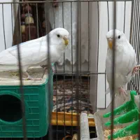 مرغ عشق|پرنده|کبودرآهنگ, |دیوار