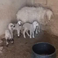 گوسفند بادوبره ماده