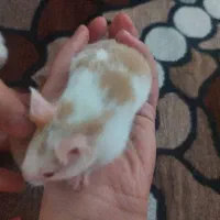 همستر های بامزه|موش و خرگوش|شیراز, دشت چنار|دیوار