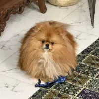 پامر دوسر خرسی پدرمادر وارداتی