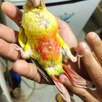 بوشهرعالیشهر