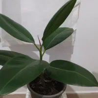 گلهای آپارتمانی و کاکتوس|گل و گیاه طبیعی|تالش, طولارود|دیوار