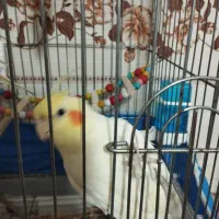 عروس هلندی ماده|پرنده|تهران, کیانشهر|دیوار