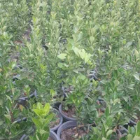 شمشاد نعنایی|خدمات باغبانی و درختکاری|کرج, شهرک جهان‌نما|دیوار