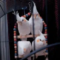 جوجه عروس هلندی لوتینو|پرنده|تهران, باشگاه نفت|دیوار