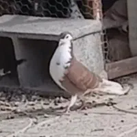 دمگیر بدرنگ|پرنده|زیباشهر, |دیوار