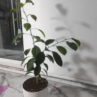 درختچه پرتقال سه ساله|گل و گیاه طبیعی|تهران, شهرک آزادی|دیوار