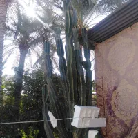 کاکتوس بزرگ قواره دار تمیز