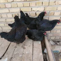 تخم مرغ نطفه دار مرغ استرالوپ سیاه